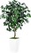 5ft Artificial Ficus Tree – Faux Indoor Plant with White Tall Planter for Home & Office Decor